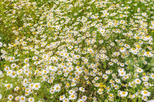 Campo di fiori di camomilla Bellissimi fiori sbocciano nel prato Giornata estiva