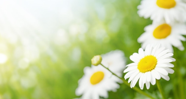 Campo di fiori di camomilla primaverile Campo estivo soleggiato