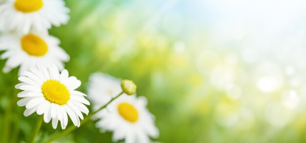 Campo di fiori di camomilla primaverile Campo estivo soleggiato