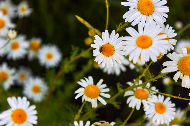 Campo di fiori di camomilla Una mosca insetto è seduta su una margherita che impollina la margherita con gli insetti