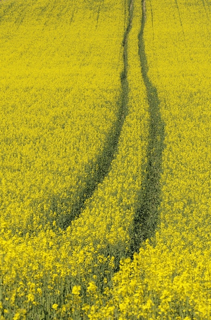 campo di fiori di colza