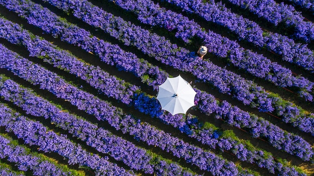 Campo di fiori di lavanda con l'ombrello