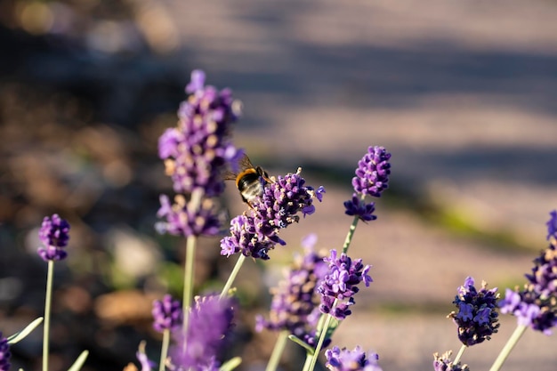 Campo di fiori di lavanda Fiori di lavanda profumati viola in fiore Lavanda in crescita che ondeggia al vento sopra il cielo al tramonto raccolto profumo ingrediente aromaterapia