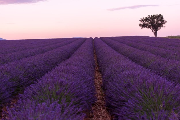 campo di fiori di lavanda viola con albero solitario valensole provenza francia