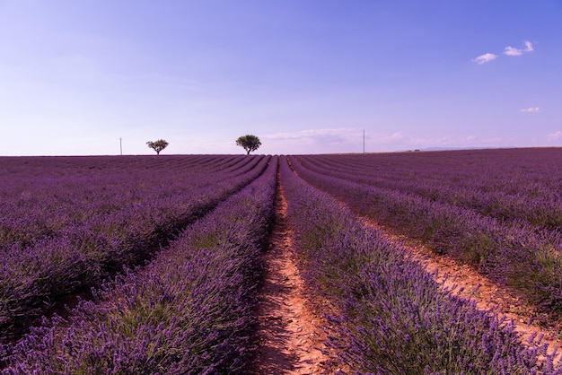 campo di fiori di lavanda viola con albero solitario valensole provenza francia