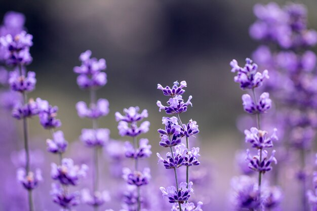 Campo di fiori di lavanda