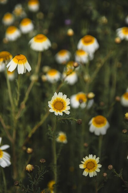 Campo di fiori di margherite durante la primavera sfondo di fiori bianchi di margherita