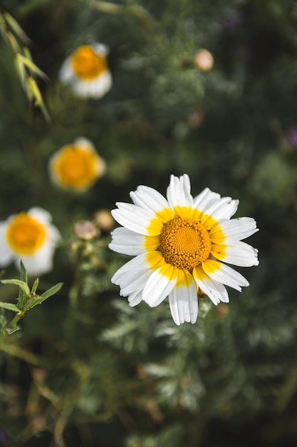 Campo di fiori di margherite durante la primavera sfondo di fiori bianchi di margherita