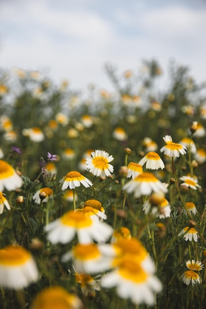 Campo di fiori di margherite durante la primavera sfondo di fiori bianchi di margherita