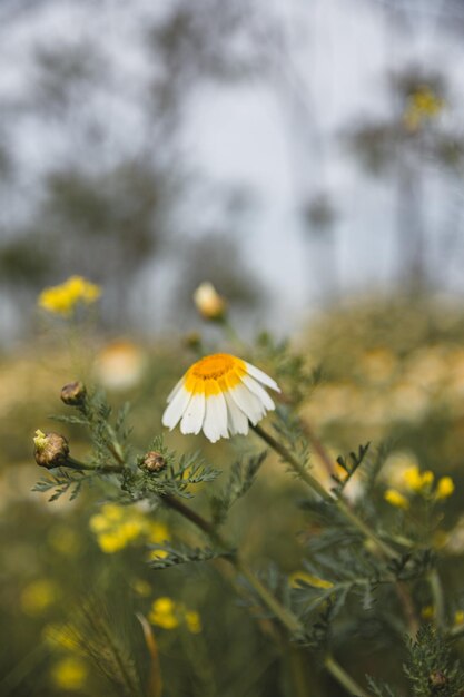 Campo di fiori di margherite durante la primavera sfondo di fiori bianchi di margherita