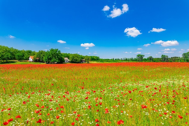 Campo di fiori di papavero rosso cielo blu nel paesaggio estivo Natura idilliaca vista panoramica relax pace
