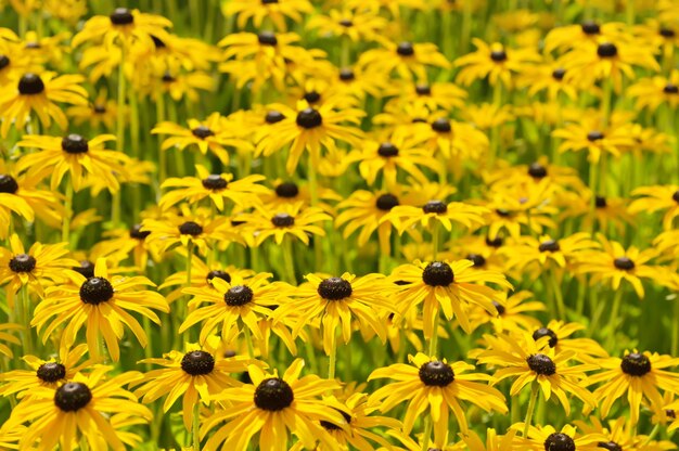 Campo di fiori di Rudbekia che sboccia in estate sfondo floreale