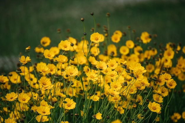 Campo di fiori di Rudbekia che sboccia in estate sfondo floreale