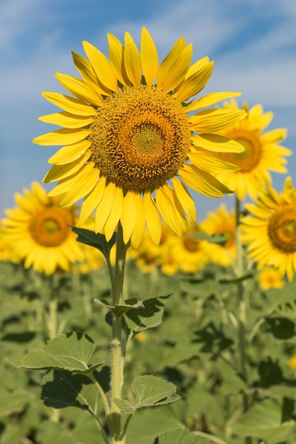 campo di fiori di sole