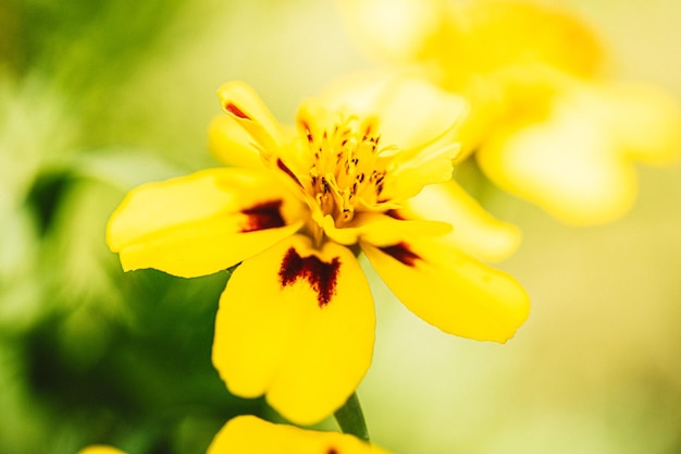 Campo di fiori di tagete Tagetes patula sotto la luce del sole