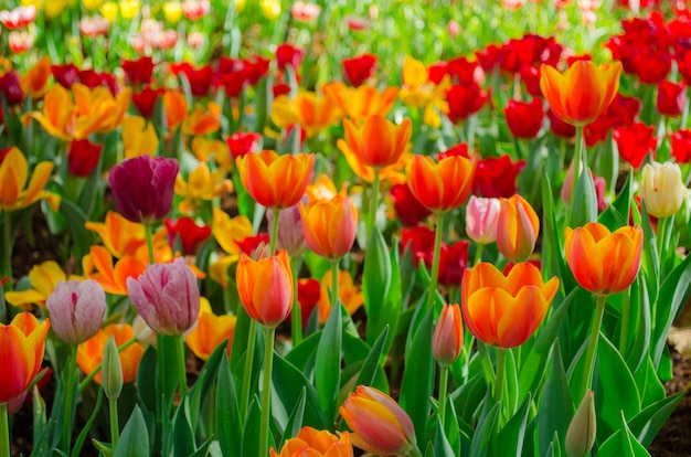 Campo di fiori di tulipani