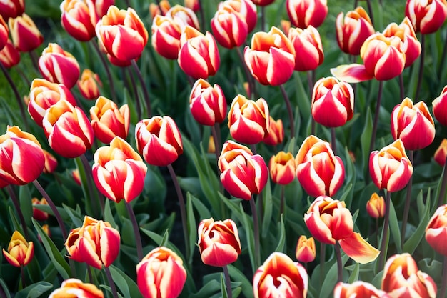 Campo di fiori di tulipano rosa con sfondo naturale colorato Olanda tulipani