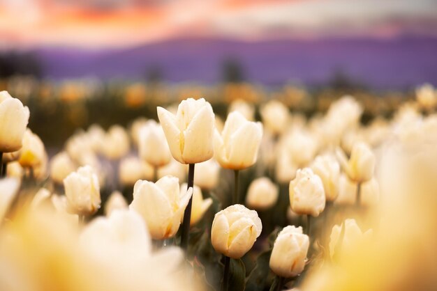 Campo di fiori di tulipano vicino sullo sfondo della natura