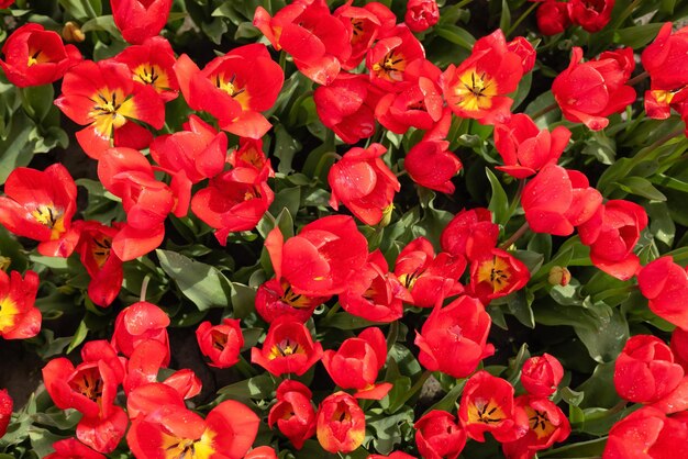 Campo di fiori di tulipano vicino sullo sfondo della natura