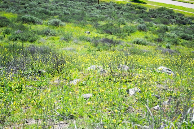 Campo di fiori gialli erba verde sullo sfondo del paesaggio di montagna