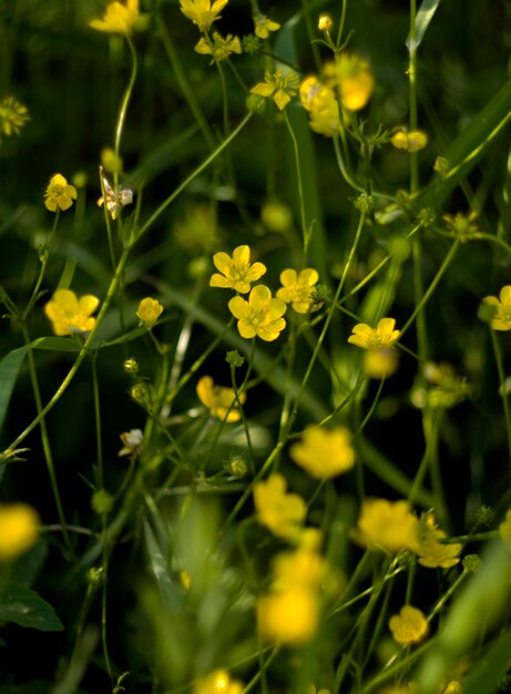 Campo di fiori gialli Ranuncolo caustico Ranunculus acris in una giornata di primavera