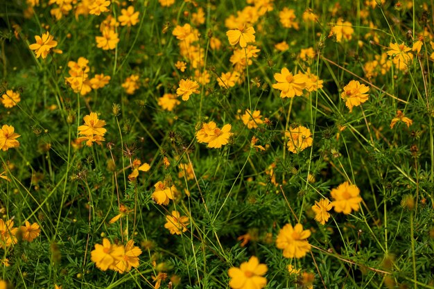 Campo di fiori gialli Sulle colline Crisantemo nel parco giardino