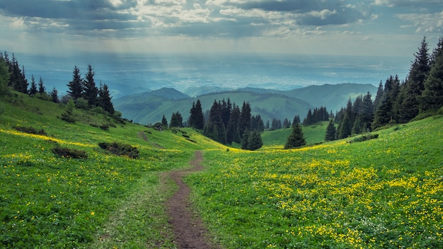 Campo di fiori gialli tra boschi di conifere in primavera in montagna sera