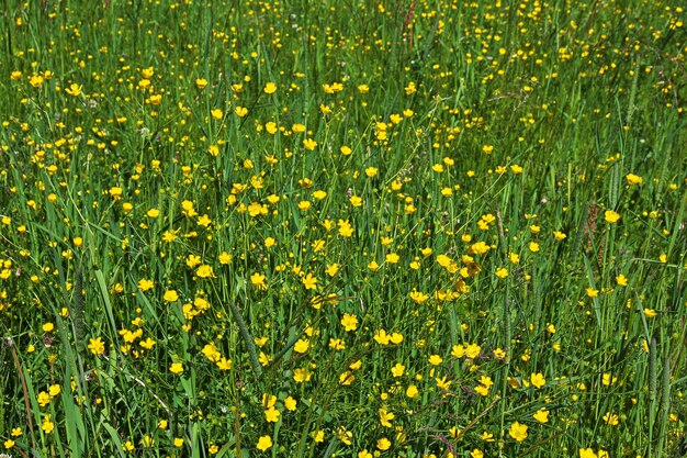 Campo di fiori gialli