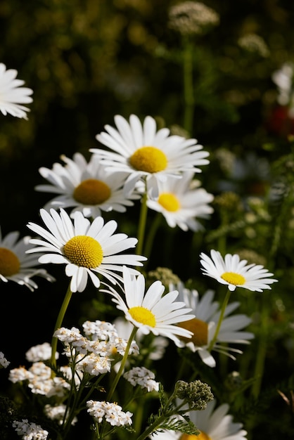 Campo di fiori margherita abbastanza bianco in Danimarca