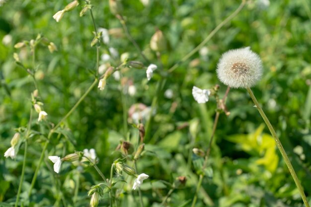 Campo di fiori nella foresta Tarassaco lanuginoso sullo sfondo di altri fiori