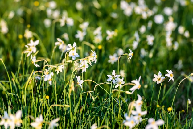 Campo di fiori primaverili. Narciso selvaggio Stellaris.