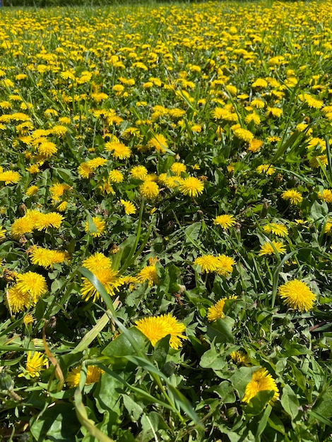 Campo di fiori primaverili Prato con un sacco di fiori gialli della margherita di primavera del dente di leone