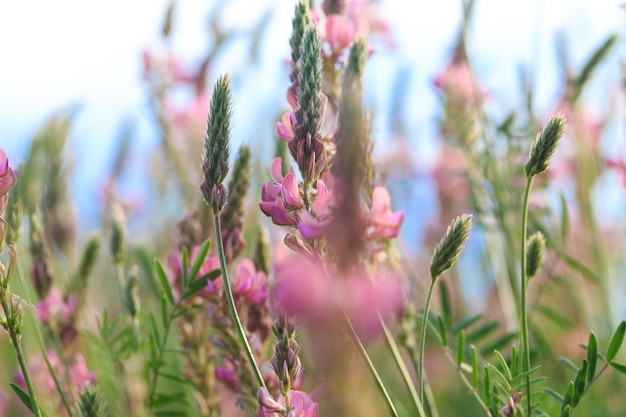 Campo di fiori rosa Lupinella Onobrychis viciifolia Sfondo di fiori di campo Agricoltura Fiori selvatici in fiore di lupinella o trifoglio santo