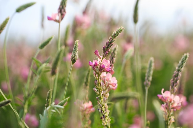 Campo di fiori rosa Lupinella Onobrychis viciifolia Sfondo di fiori di campo Agricoltura Fiori selvatici in fiore di lupinella o trifoglio santo