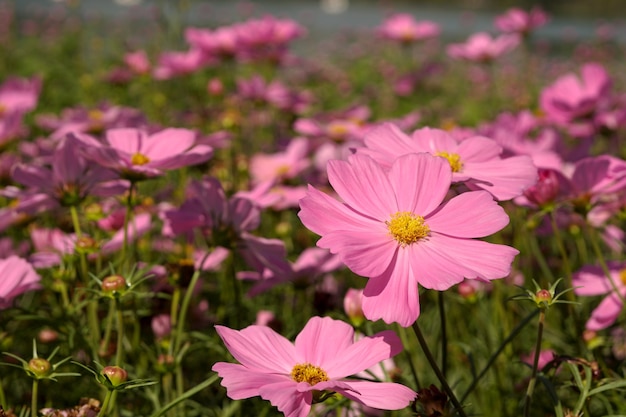 Campo di fiori rosa o viola chiaro Cosmos Sulphureus in giardino