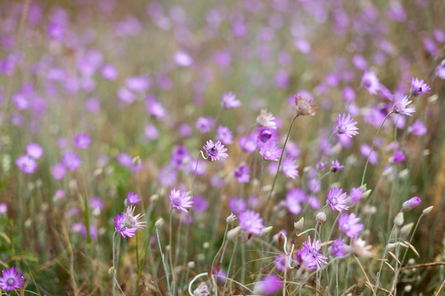 Campo di fiori rosa viola sulla collina Stagione estiva