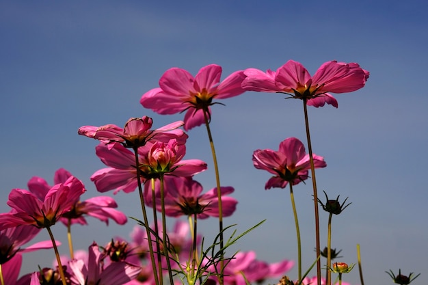 Campo di fiori viola Cosmos sulfurei sul fondo del cielo blu