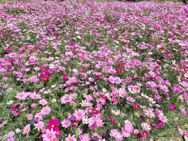 Campo di fiori viola e viola chiaro Cosmos Sulphureus