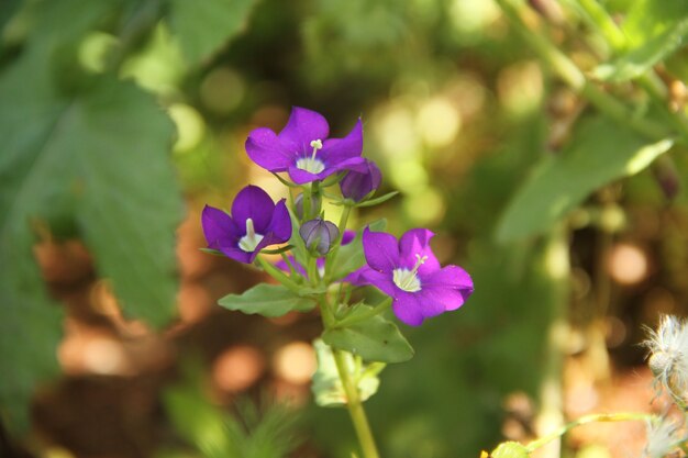 campo di fiori viola sotto la luce del giorno della stagione estiva