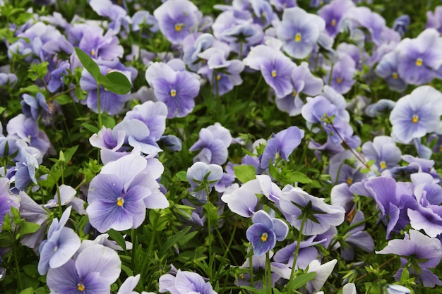 Campo di fiori viola