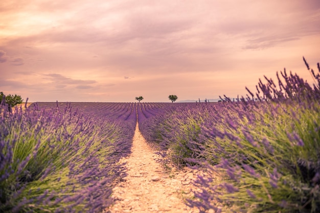 Campo di fioritura dei fiori della lavanda, alberi solitari in salita sul tramonto. Valensole, Provenza, Francia, Europa.