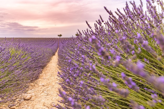 Campo di fioritura dei fiori della lavanda, alberi solitari in salita sul tramonto. Valensole, Provenza, Francia, Europa.