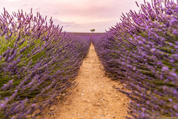 Campo di fioritura dei fiori della lavanda, alberi solitari in salita sul tramonto. Valensole, Provenza, Francia, Europa.