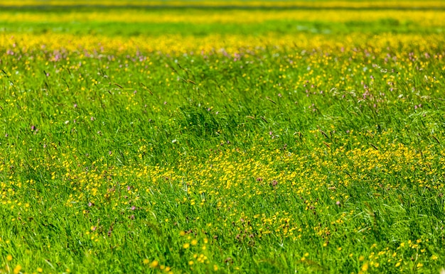 Campo di fioritura di primavera estate sfondo