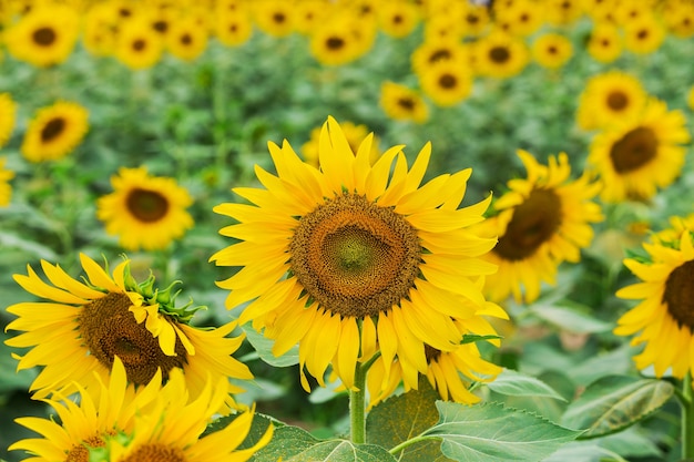 Campo di fioritura di un girasoli