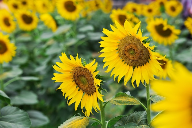 Campo di fioritura di un girasoli