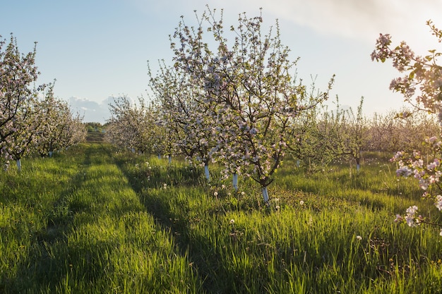 Campo di fioritura primaverile alla luce del sole