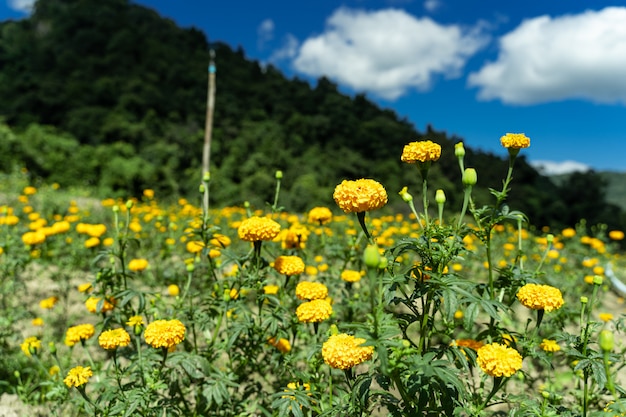 Campo di garofani gialli