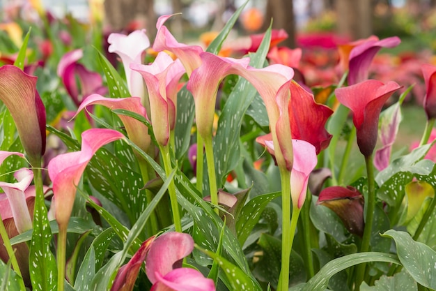 Campo di gigli di calla