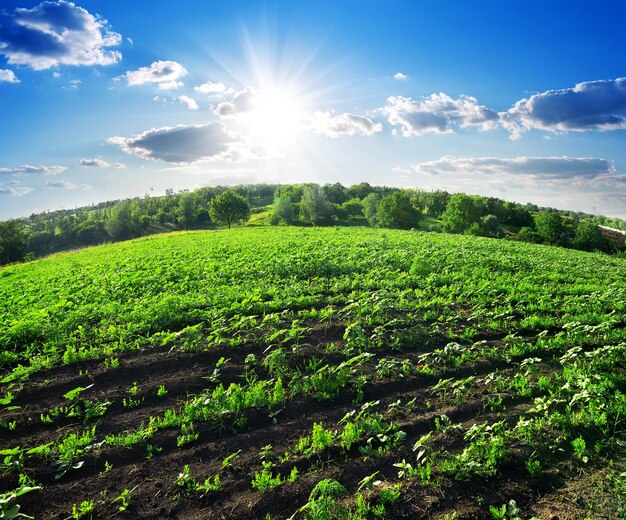 Campo di giovani girasoli verdi vicino alla foresta